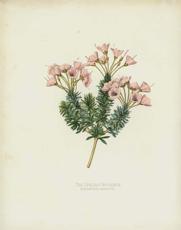 A verticalidade Bryanth, Bryanthus Erectus de English School