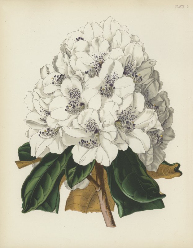O rododendro de Cunningham branco, Rhododendron Cinnamomeum; var Cunninghami de English School