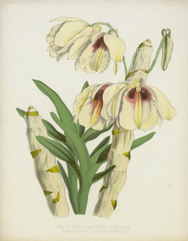 O Dendrobe Branco e Sanguinário, Dendrobium Albosanguineum de English School