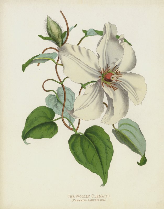 O Clematis Woolly, Clematis Lanuginosa de English School