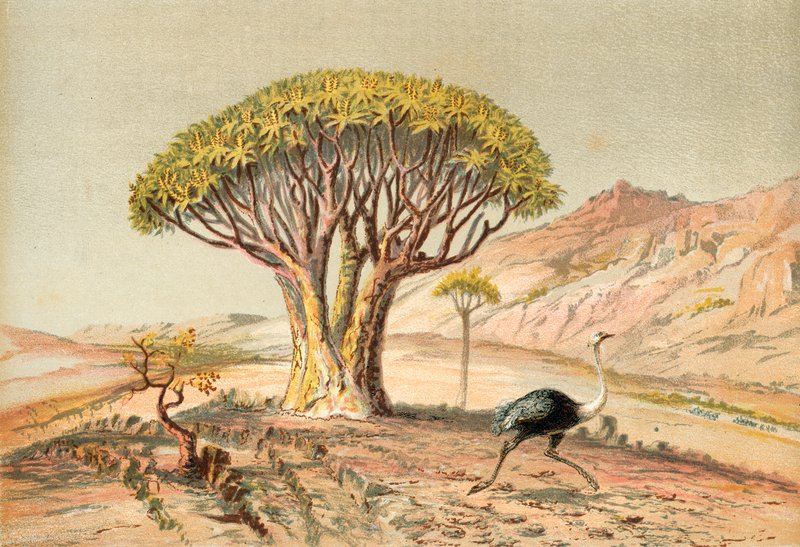 As grandes árvores: aloe de Damaraland, South West Africa de English School