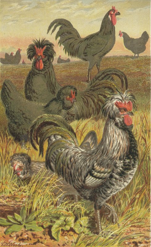 As aves da França de English School