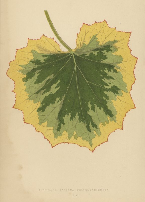 leaf-tussilago ouro Farfara de English School