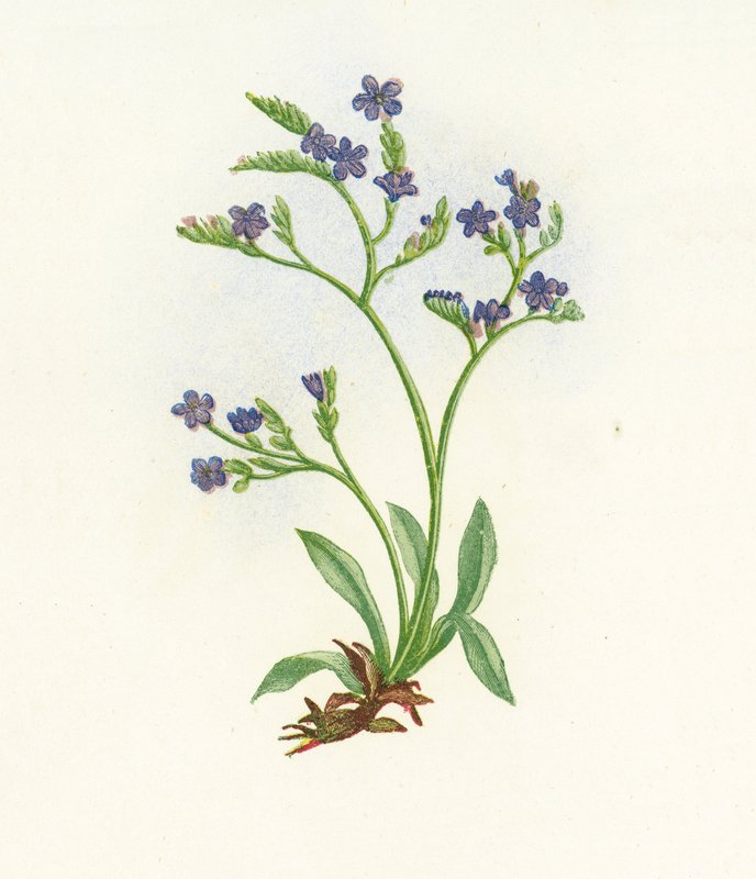 Mar-Lavanda Cravada na Vertical, Statice Binervosa de English School