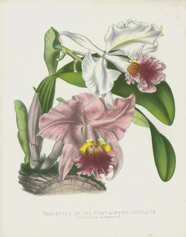 Variedades da Cattleya Rubi-Lábia, Cattleya Labiata de English School
