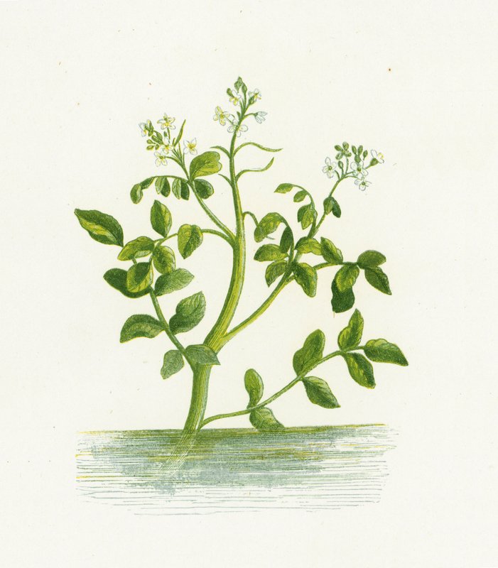 Agrião-da-Água, Nasturtium Officinale de English School