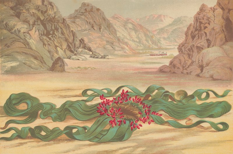 Welwitschia mirabilis, planta do Sudoeste Africano de English School