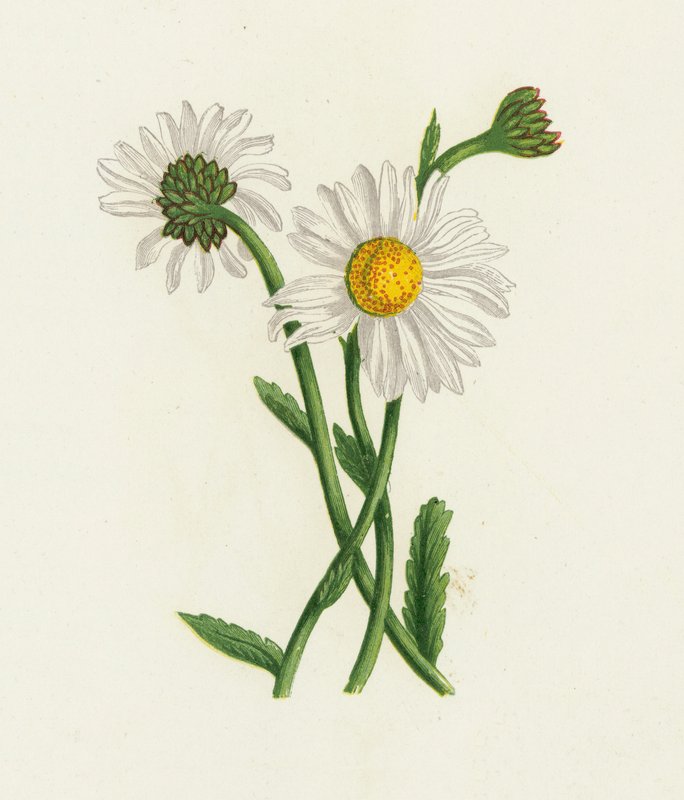 Boi-olho branco, crisântemo Leucanthemum de English School