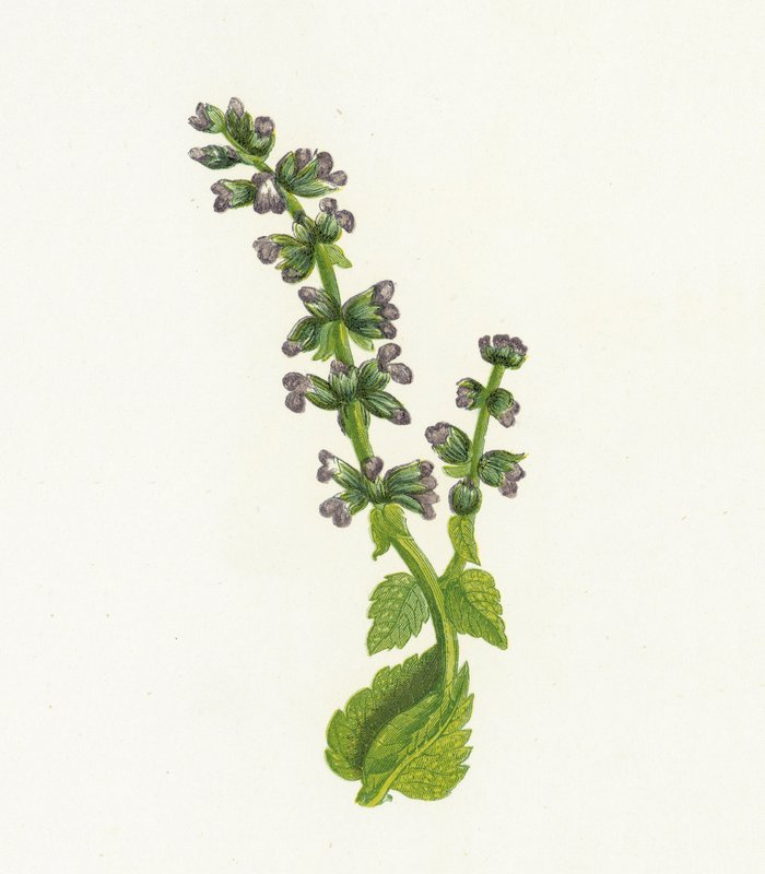 Inglês selvagem Clary, ou sábio, Salvia Verbenaca de English School
