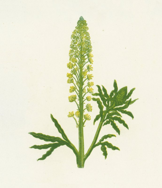 Mignonette Selvagem, Reseda Lutea de English School