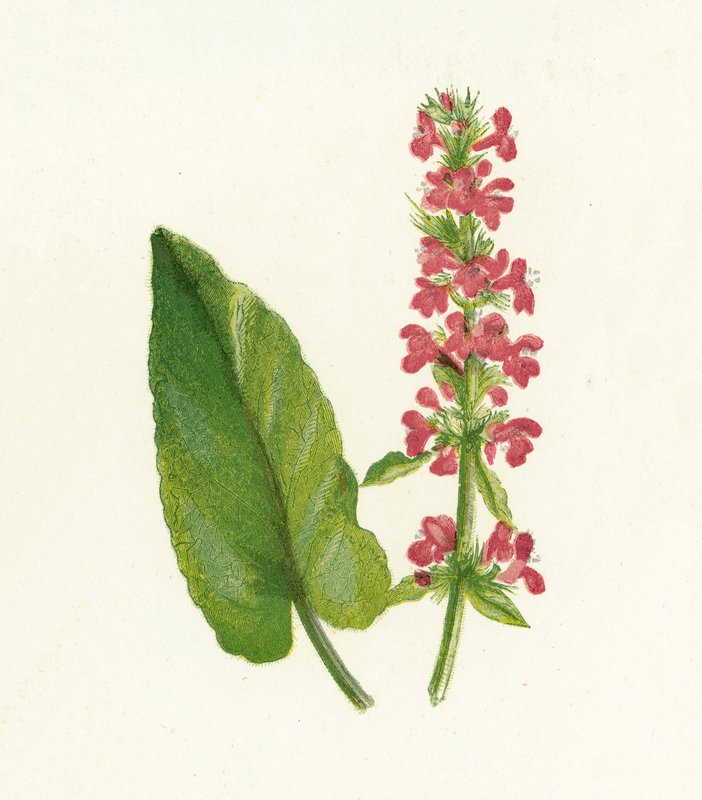 Betony madeira, Betonica Officinalis de English School