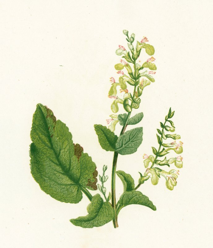 Sábio de madeira, Teucrium Scorodonia de English School