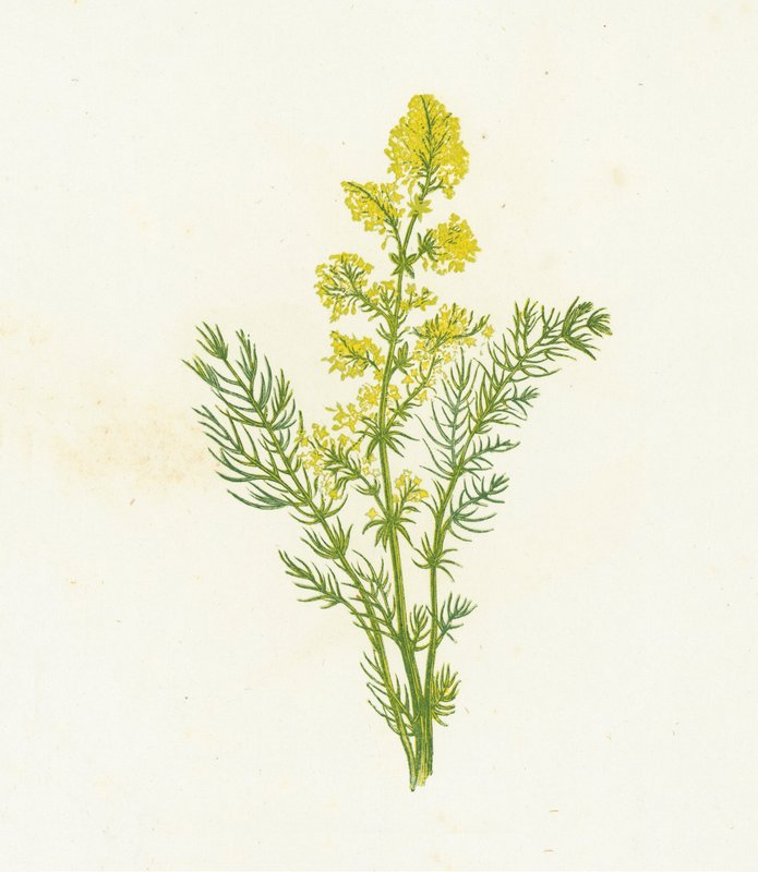 Palha de Cama Amarela, Galium Verum de English School