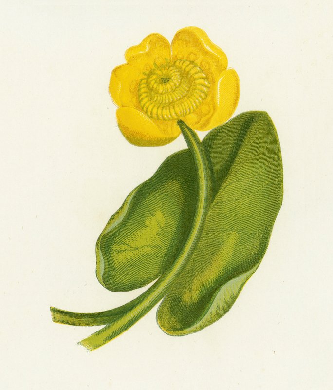 Água-Lírio Amarela, Nuphar Lutea de English School