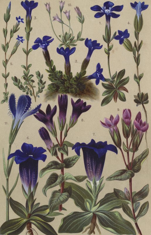 Flora alpina de European School