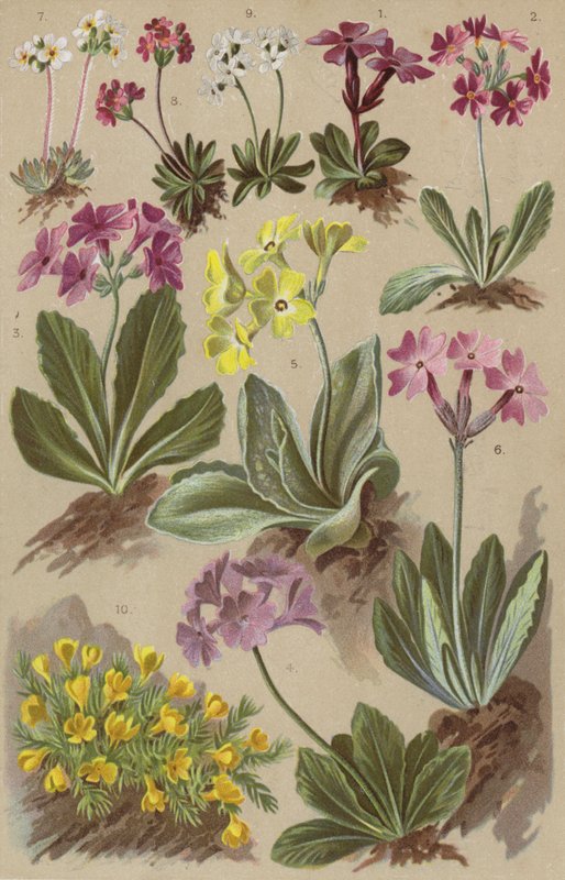 Flora alpina de European School