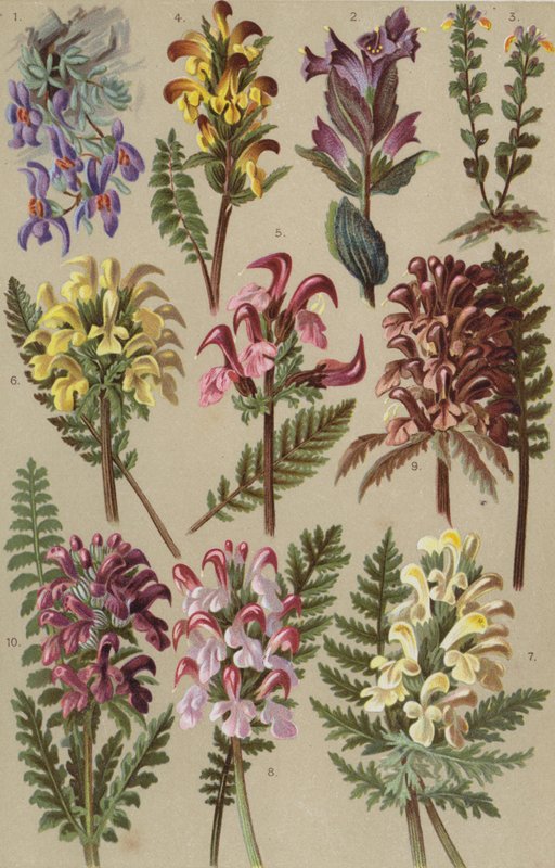 Flora alpina de European School
