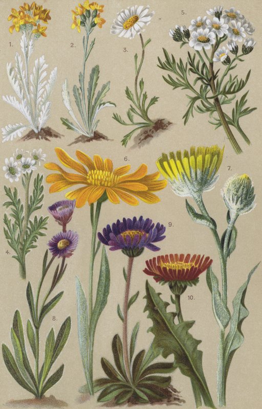 Flora alpina de European School