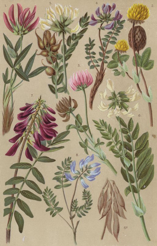 Flora alpina de European School