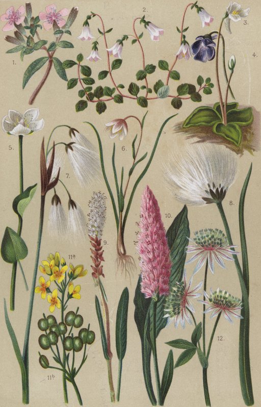 Flora alpina de European School