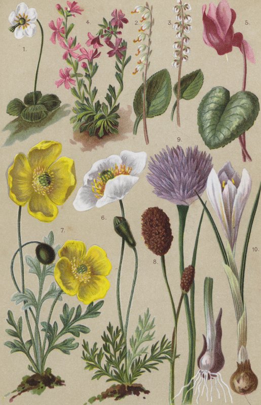 Flora alpina de European School
