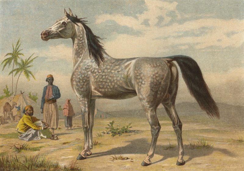Cavalo árabe de European School