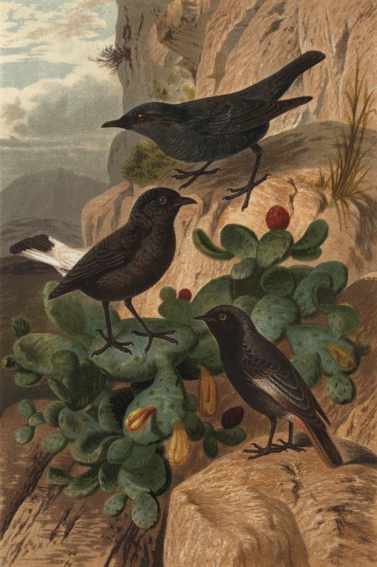 Blaumerle, luto e Hausrothschwanz de European School