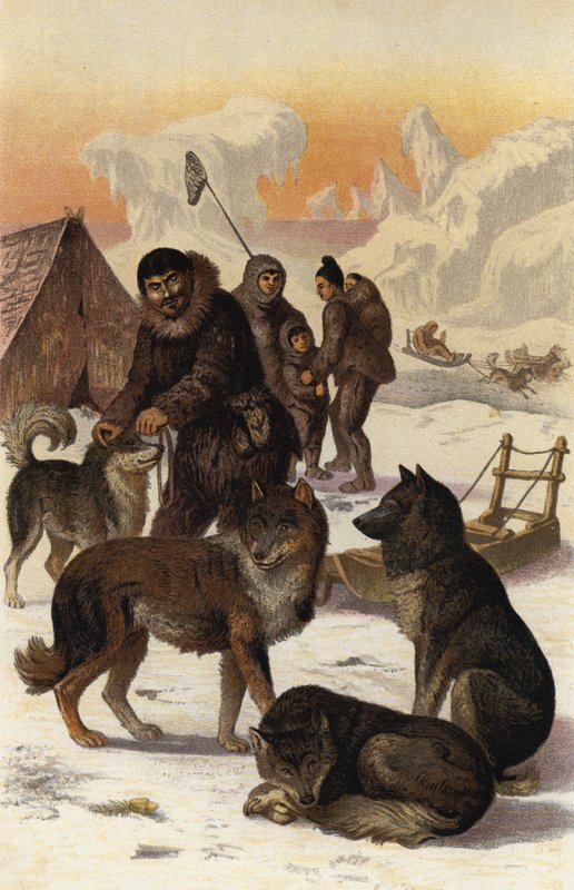 Eskimohund de European School