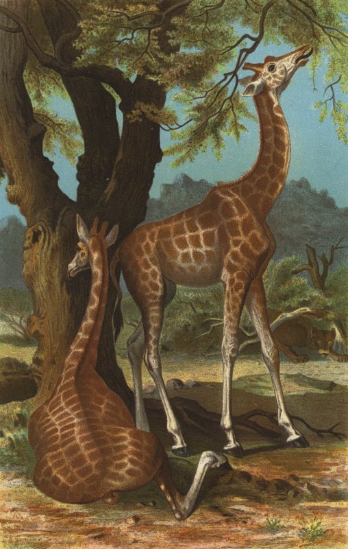girafa de European School