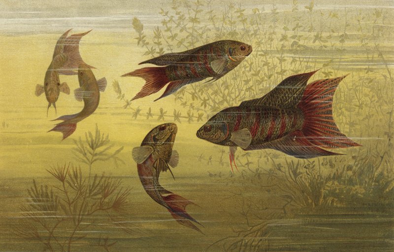 Grossflosser de European School