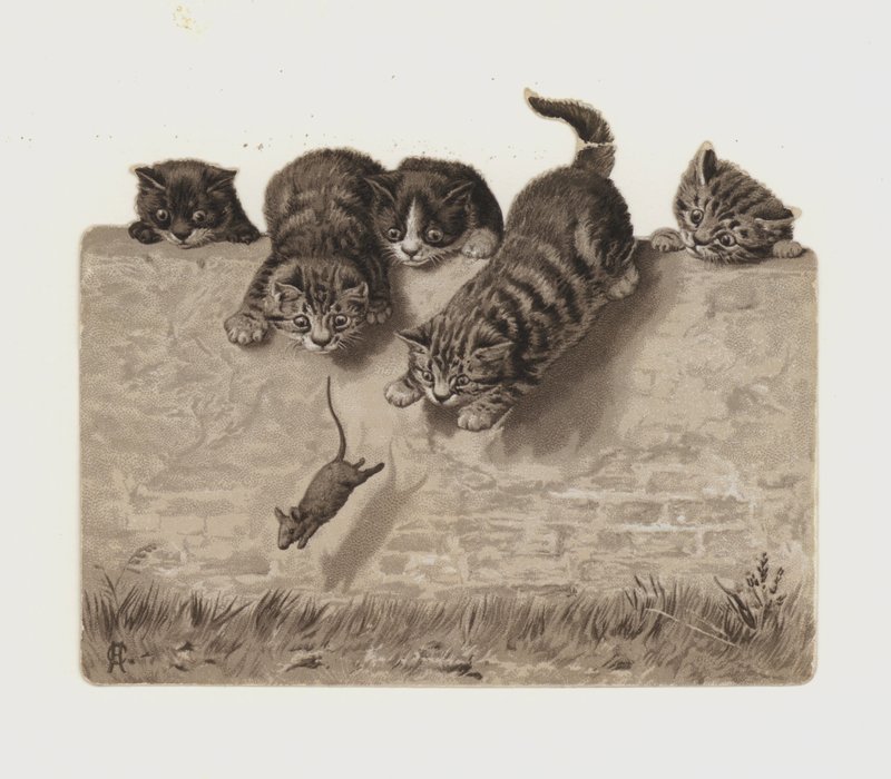 Gatinhos perseguindo um rato de European School