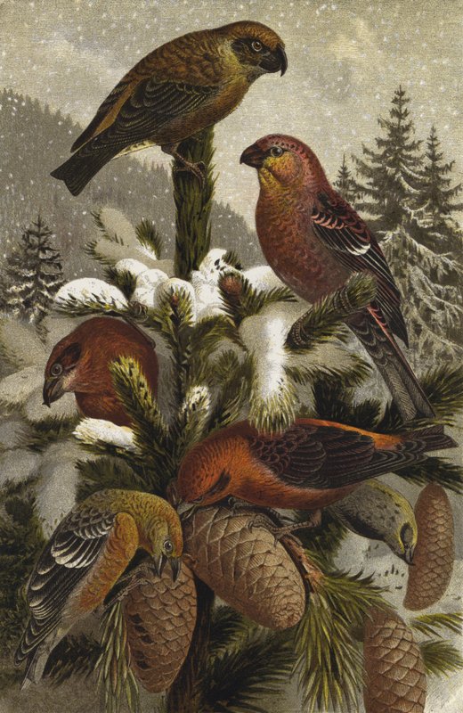 Crossbill e Hakengimpel de European School