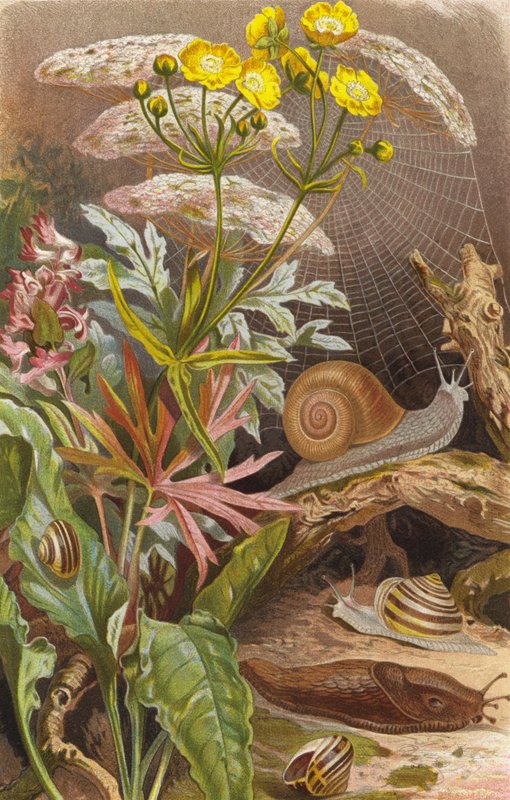caracóis terrestres de European School