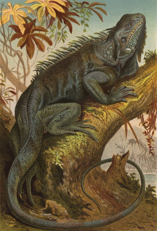 Leguan de European School