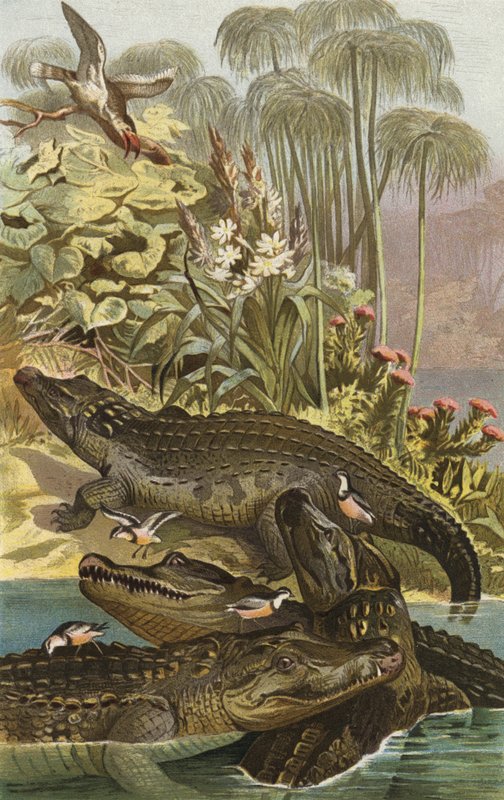 Nilkrokodil de European School