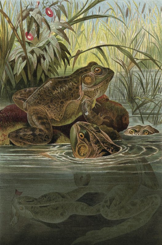 sapo-boi de European School