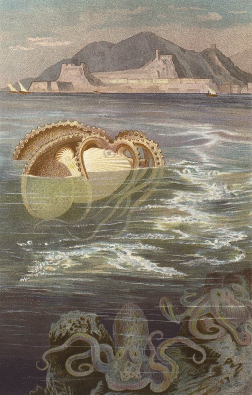 papel Nautilus de European School