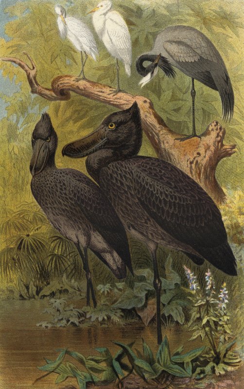 shoebill de European School
