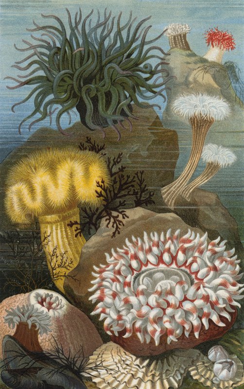 Anêmonas do mar de European School
