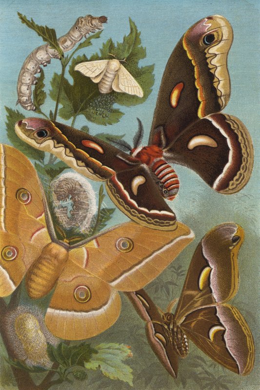 silkmoth de European School