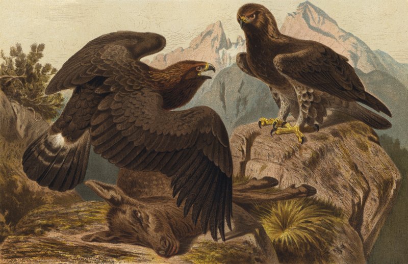 Steinadler de European School