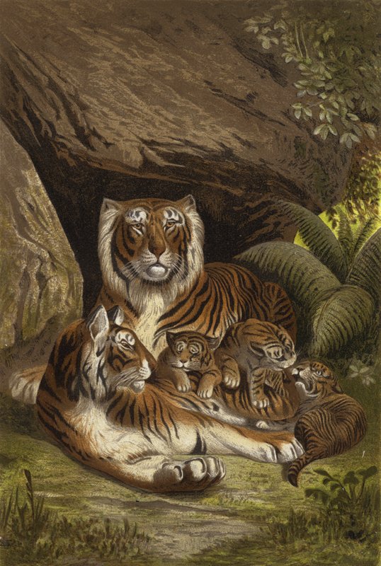 Tigre de European School