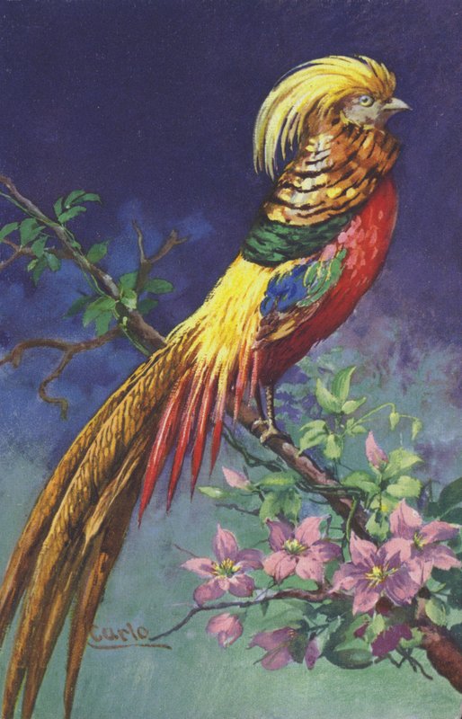 Pássaro tropical ou exótico de European School