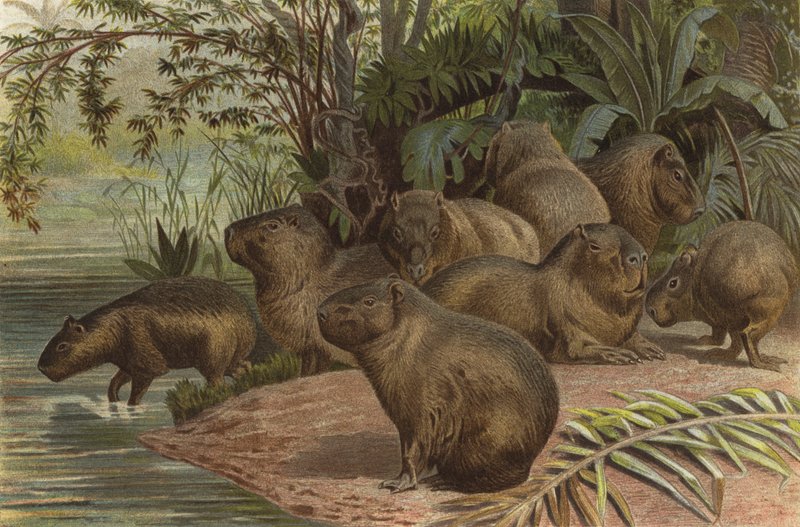 capivara de European School