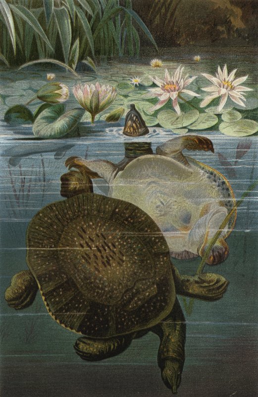 Weichschildkrote de European School