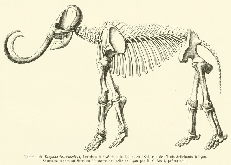 Mamute (Elephas intermedius, Jourdan) encontrado no Lehm, em 1859, rue des Trois-Artichauts, em Lyon de French School
