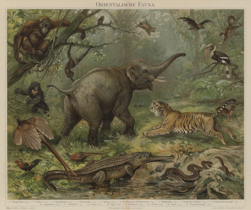 Fauna asiática de German School