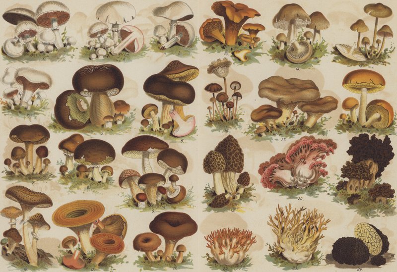 Cogumelos comestíveis de German School