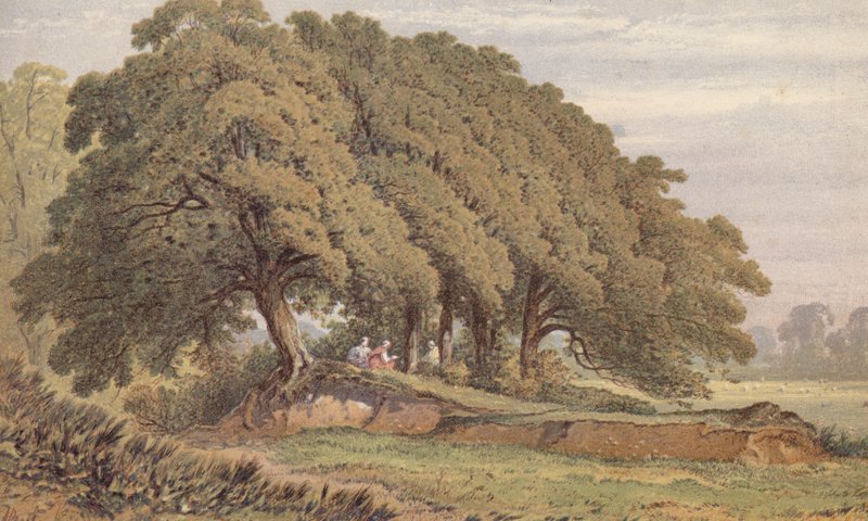 Estudo de um grupo de carvalhos, perto de Eltham, Kent (cromolitografia) de Aaron Edwin Penley