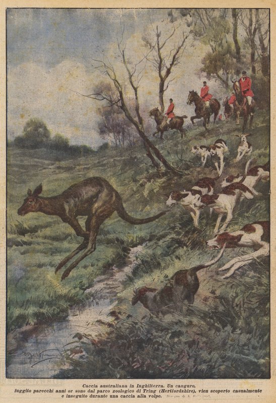 Caça Australiana na Inglaterra de Achille Beltrame